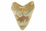 Serrated, Fossil Megalodon Tooth - Collector Quality #279180-2